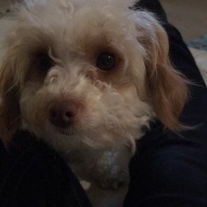 Meet your Posher, Tiffany